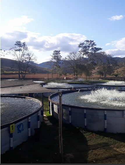 Produção de juvenis de tilápia em tanques suspensos em sistema de recirculação como alternativa à recria em bolsões em sistema aberto.